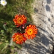Orange day